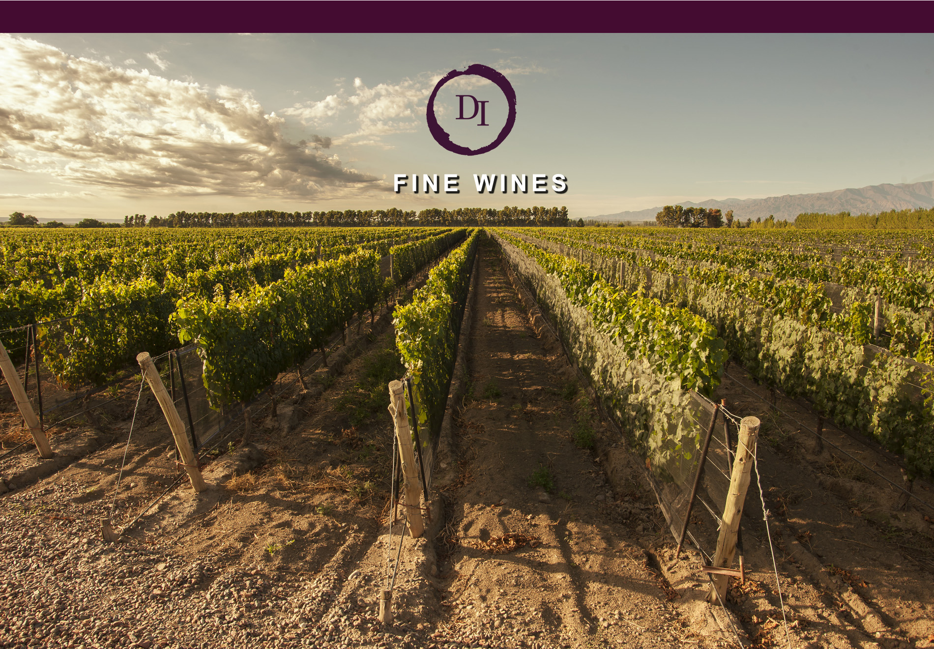 Vinyard Photo
